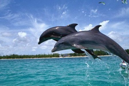 Dolphin Trip